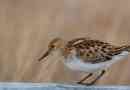 Sandpiper