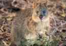 Quokka je najsretnija životinja na planeti?
