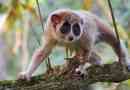 Lemur lori