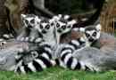 Lemur