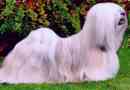 Lhasy apso (lhasa apso). Pasmina opis, foto psi