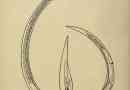 Duga nematoda. Opis i fotografije prvog štetnika