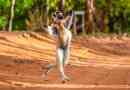 Madagaskar lemur je pokazao hod kralja juliane