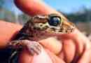 Madagaskar earthwood gecko - kartic otok endem
