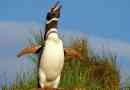 Magellan penguin: bird fotografije, sve informacije