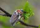 Svibanj kukci. Opis, pogled, način života i stanište svibnja buba