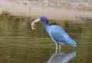 Mala plava čaplja