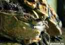 Matamata cherepakh. Život i stanište kornjača matamata