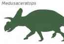 Medustaceratops