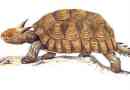 Maeolanija - horned australska kornjačnja