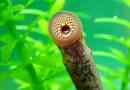 Lamprey