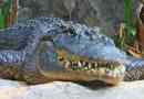 Mississipa aligator, on je bolesni aligator