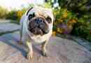Pug - pas, koji je uvijek u središtu događaja