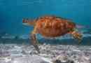 Problemi s opstankom morskih kornjača