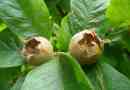 Medlar