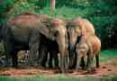 Šri lanka zipper je ubio četiri slona