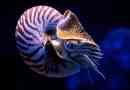 Nautilus popilius