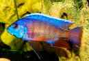 Imena i fotografije akvarijske ribe ciklid