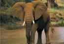 Malo o slonu