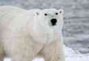 Da li polarni medvjedi žive na južnom stupu?