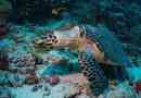Što je prosječni životni vijek morskih kornjača?