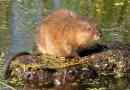 Muskrat