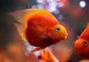 Opis i sadržaj papagajka akvarijskog ribe