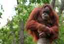 Orangutan
