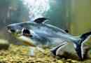Pangasius u akvariju - sadržaj i skrb