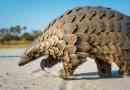 Pangolin