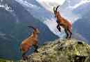 Mountain alpine goat ibex