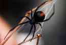 Spider black udovica