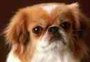 Pekinezer - značajke i bolesti gladi