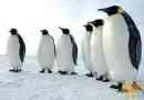 Pingvini - kraljevi južnog pola