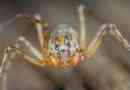 Spider spider, sve o neobičnoj životinji
