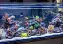 Prednosti i mane akvarija kod kuće i kakve dolaze