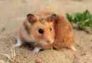 Zašto je hrčak nazvao hamster?