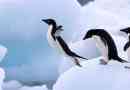 Zašto pingvini ne leti?