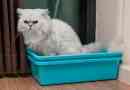 Zašto se cistitis događa u mačkama?