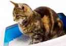 Proljev na mački: razlozi, liječenje kod kuće