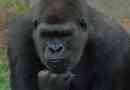 Ljudski predak ima sličnosti s gorilom
