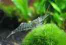 Slatkovodni škampi: značajke sadržaja i uzgoja