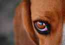 Uzroci, dijagnozu i liječenje crvenih očiju u psu