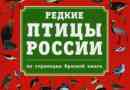 Ptice crvene knjige rusije Ptice crvene knjige rusije