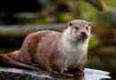 River otter