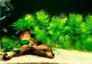 Rogoltnica u akvariju - vrste i njegu