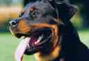 Rottweiler: usluga iznad svega!