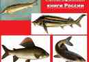 Riba crvene knjige rusije