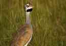 Redhead bijela drofa - endemska južna afrika