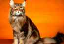 Maine coon
